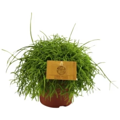 Smit Korallenkaktus, Rhipsalis Cassutha »Coral Breeze«, Grün, Im Kunststoff-Kulturtopf