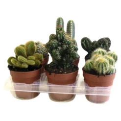 Kaktus, »Mix«, Grün