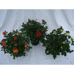 Rose, Rosa Hybriden »in Sorten«, Blüte: Gemischt, Einfach