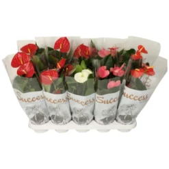 Gartenkrone Flamingoblume, Anthurium Andreanum »Mix«, Mehrfarbig, 4 Blüten