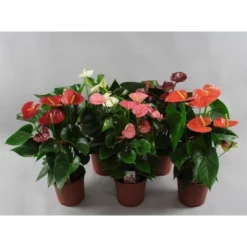 Flamingoblume, Anthurium Andreanum »Mix«, Mehrfarbig