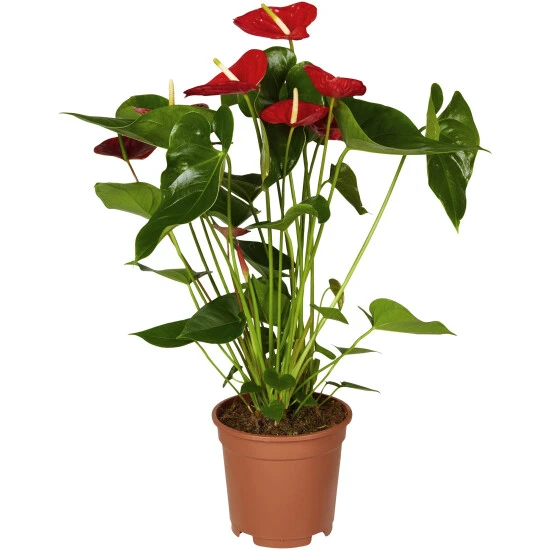 Gartenkrone Flamingoblume, Anthurium Andreanum »Ariane Red«, Rot, 6 Blüten 3 Gartenkrone Flamingoblume, Anthurium Andreanum »Ariane Red«, Rot, 6 Blüten