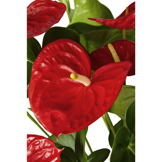 Gartenkrone Flamingoblume, Anthurium Andreanum »Ariane Red«, Rot, 6 Blüten 4 Gartenkrone Flamingoblume, Anthurium Andreanum »Ariane Red«, Rot, 6 Blüten – Bild 2