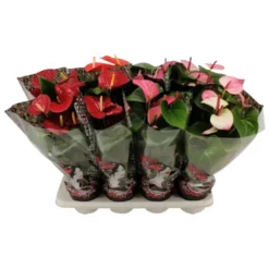 Gartenkrone Flamingoblume, Anthurium Andreanum »MIx«, Mehrfarbig, 6 Blüten