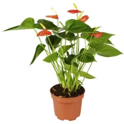 Gartenkrone Flamingoblume, Anthurium Andreanum, Orange, 6 Blüten