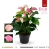 Große Flamingoblume, Anthurium Andreanum »Karma Joli Duo«, Pink, 6 Blüten