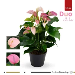 Große Flamingoblume, Anthurium Andreanum »Karma Joli Duo«, Pink, 6 Blüten