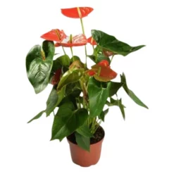 Gartenkrone Flamingoblume, Anthurium Andreanum, Orange, 6 Blüten