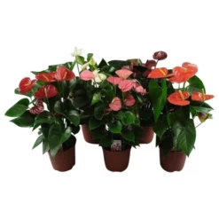 Gartenkrone Flamingoblume, Anthurium Andreanum »Mix«, Mehrfarbig, 6 Blüten