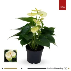 Flamingoblume, Anthurium Andreanum »Karma Lime/Vanilla«, Gelb