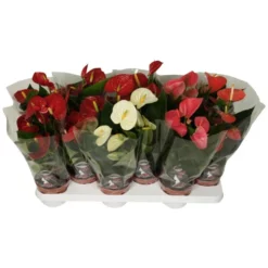 Gartenkrone Flamingoblume, Anthurium Andreanum »Mix«, Mehrfarbig, 2 Blüten