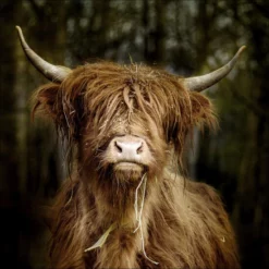 Pro_Art_Bilderpalette Glasbild »Scottish Highland Cattle VI«, Mehrfarbig, Digitaldruck