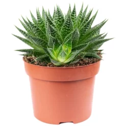 Sukkulente Aloe, Aloe Aristata »magic Rocks«, Grün