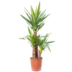 Riesen-Palmlilie Yucca Elephantipes