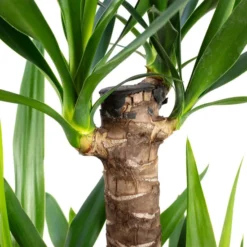 Riesen-Palmlilie Yucca Elephantipes -Wohnen Wohndeko Verkäufe unnamed file 593