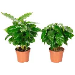 Kaffepflanze 2er Set, Coffea Arabica, Im Kunststoff-Kulturtopf