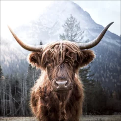 Pro_Art_Bilderpalette Glasbild »Highland Cattle«, Mehrfarbig, Digitaldruck