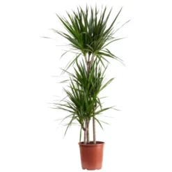 Drachenbaum, Dracaena Marginata, Im Kunststoff-Kulturtopf