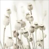 Pro_Art_Bilderpalette Glasbild »Dried Poppies«, Mehrfarbig, Digitaldruck 1 Pro_Art_Bilderpalette Glasbild »Dried Poppies«, Mehrfarbig, Digitaldruck -Wohnen Wohndeko Verkäufe unnamed file 6076