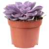 Flowerbox Zimmerpflanze, Echeverie - Echeveria Purple Pearl - Höhe Ca. 15 Cm, Topf-Ø 12 Cm -Wohnen Wohndeko Verkäufe unnamed file 610