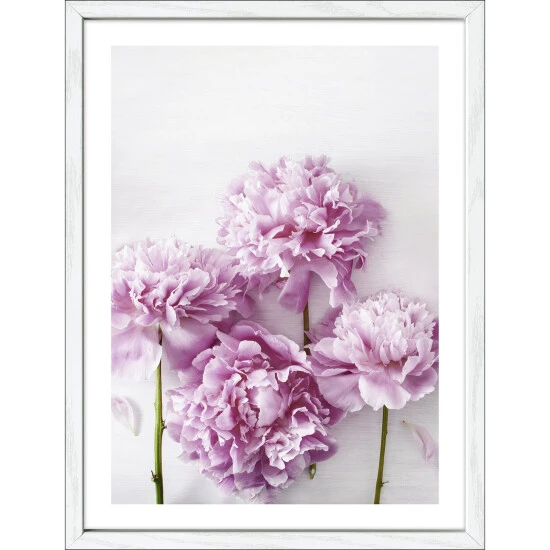 Pro_Art_Bilderpalette Gerahmtes Bild »Peonies L«, Rahmen: Holzwerkstoff, Weiß 3 Pro_Art_Bilderpalette Gerahmtes Bild »Peonies L«, Rahmen: Holzwerkstoff, Weiß
