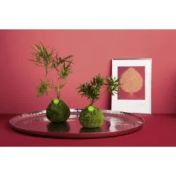 Kibonu Sichelblägttriger Zierspargel, Asparagus Falcatus »Asparagus Falcatus« -Wohnen Wohndeko Verkäufe unnamed file 618