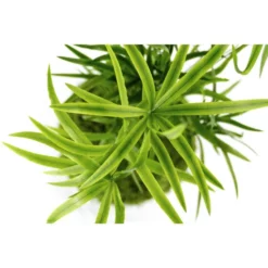 Kibonu Sichelblägttriger Zierspargel, Asparagus Falcatus »Asparagus Falcatus« -Wohnen Wohndeko Verkäufe unnamed file 619