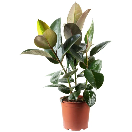 Gummibaum Elastica Ficus »Robusta« 3 Gummibaum Elastica Ficus »Robusta«