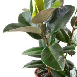 Gummibaum Elastica Ficus »Robusta« 5 Gummibaum Elastica Ficus »Robusta« -Wohnen Wohndeko Verkäufe unnamed file 621