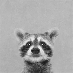 Pro_Art_Bilderpalette Keilrahmenbild »Young Racoon«, Rahmen: Holzwerkstoff, Natur