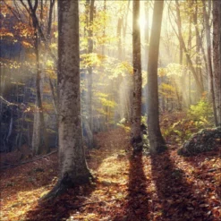 Pro_Art_Bilderpalette Keilrahmenbild »MYSTIC FOREST VI«, Rahmen: Holzwerkstoff, Natur