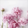 Pro_Art_Bilderpalette Keilrahmenbild »Peonies L«, Rahmen: Holzwerkstoff, Natur -Wohnen Wohndeko Verkäufe unnamed file 6237
