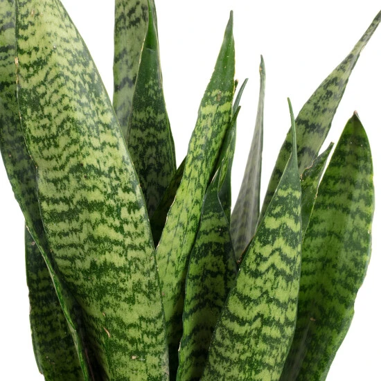 Sukkulente Bogenhanf, Sansevieria Zeylanica, Mehrfarbig, Blüten: Weiß 4 Sukkulente Bogenhanf, Sansevieria Zeylanica, Mehrfarbig, Blüten: Weiß – Bild 2