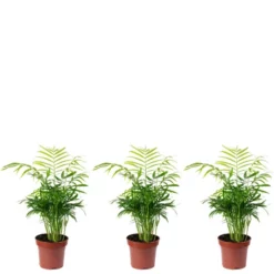 Flowerbox Bergpalme, Chlorophytum Comosum