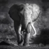 Pro_Art_Bilderpalette Keilrahmenbild »Grey Elephant Head«, Rahmen: Holzwerkstoff, Natur -Wohnen Wohndeko Verkäufe unnamed file 6320
