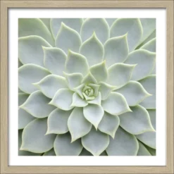 Pro_Art_Bilderpalette Gerahmtes Bild »Echeveria II«, Rahmen: Holzwerkstoff, Natur