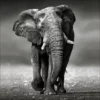Pro_Art_Bilderpalette Keilrahmenbild »Grey Elephant«, Rahmen: Holzwerkstoff, Natur