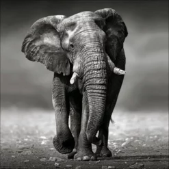 Pro_Art_Bilderpalette Keilrahmenbild »Grey Elephant«, Rahmen: Holzwerkstoff, Natur