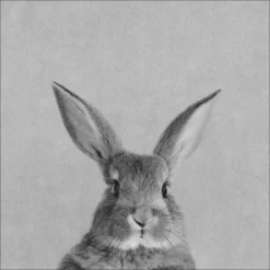 Pro_Art_Bilderpalette Keilrahmenbild »Rabbit«, Rahmen: Holzwerkstoff, Natur