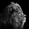 Pro_Art_Bilderpalette Keilrahmenbild »Grey Lion Head«, Rahmen: Holzwerkstoff, Natur -Wohnen Wohndeko Verkäufe unnamed file 6387