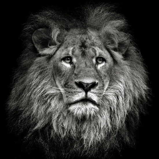 Pro_Art_Bilderpalette Keilrahmenbild »Lionhead«, Rahmen: Holzwerkstoff, Natur 3 Pro_Art_Bilderpalette Keilrahmenbild »Lionhead«, Rahmen: Holzwerkstoff, Natur