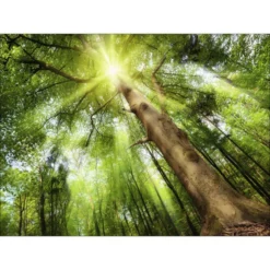 Pro_Art_Bilderpalette Keilrahmenbild »Towards The Sun«, Rahmen: Holzwerkstoff, Natur