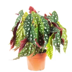 Flowerbox Zimmerpflanze, Forellenbegonie - Begonia Maculata 'Wightii' - Höhe Ca. 30 Cm, Topf-Ø 14 Cm