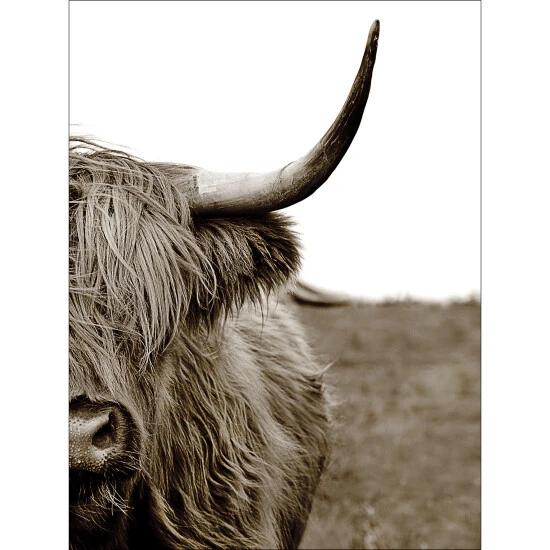 Pro_Art_Bilderpalette Keilrahmenbild »Scottish Highland Cattle II«, Rahmen: Holzwerkstoff, Natur 3 Pro_Art_Bilderpalette Keilrahmenbild »Scottish Highland Cattle II«, Rahmen: Holzwerkstoff, Natur