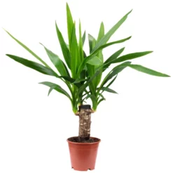 Palmlilie Yucca Elephantipes