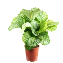 Flowerbox Zimmerpflanze, Korbmarante Ornata - Calathea Orbifolia - Höhe Ca. 60 Cm, Topf-Ø 21 Cm