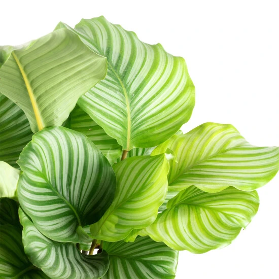 Flowerbox Zimmerpflanze, Korbmarante Ornata - Calathea Orbifolia - Höhe Ca. 60 Cm, Topf-Ø 21 Cm 4 Flowerbox Zimmerpflanze, Korbmarante Ornata - Calathea Orbifolia - Höhe Ca. 60 Cm, Topf-Ø 21 Cm – Bild 2