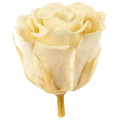 »Infinity-Bloom«, 12er-Pack Konservierte Rosenköpfe, Beige