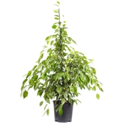 Birkenfeige, Ficus Benjamini »Starlight«, Im Kunststoff-Kulturtopf