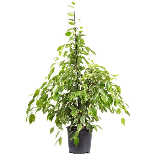 Birkenfeige, Ficus Benjamini »Starlight«, Im Kunststoff-Kulturtopf 3 Birkenfeige, Ficus Benjamini »Starlight«, Im Kunststoff-Kulturtopf